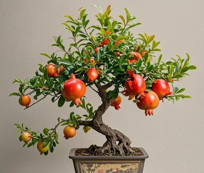 Đặt lựu bonsai ở phòng khách, ban công hoặc bệ cửa sổ vừa làm đẹp không gian, đồng thời giúp tăng vượng khí cho căn hộ. Ảnh: Facebook