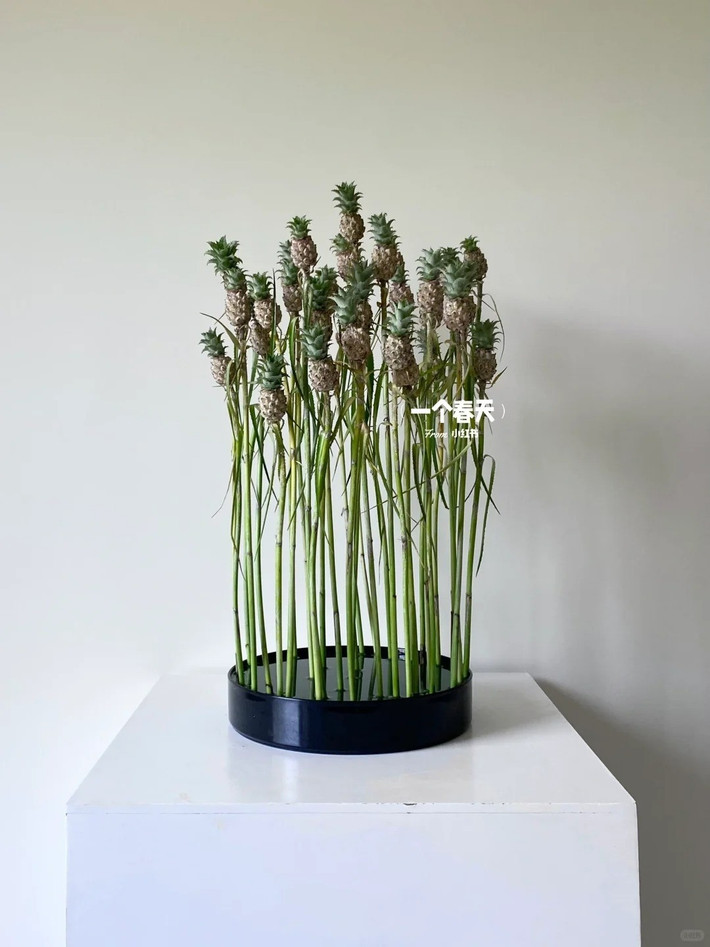 Trong khi dứa nhà nông thường có lá dài và đầy gai nhọn hoắt, dứa cảnh mini lại sở hữu những chiếc lá êm ái, không có gai. Ảnh: Tiktok