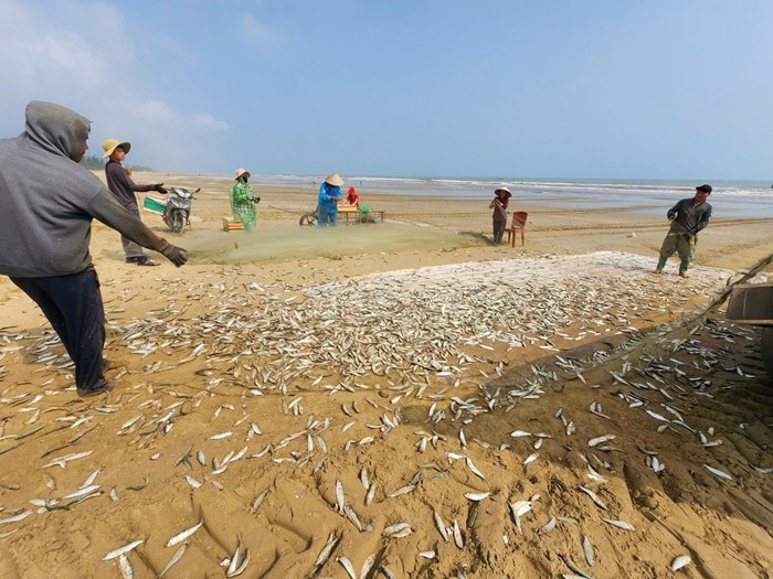Để kịp gỡ cá trích khỏi lưới, nhiều ngư dân huy động thêm người thân cùng hỗ trợ ngay trên bãi biển. Ảnh: Tiền phong