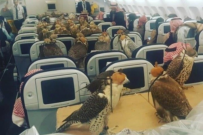 Ở Trung Đông, chim ưng thậm chí còn được làm hộ chiếu riêng và có thể lên máy bay cùng chủ. Ảnh: Cntraveler