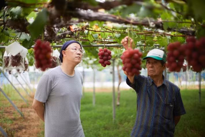 Trồng trong nhà kính, nho Roby Roman phải được đảm bảo các yếu tố như cường độ ánh sáng, kiểm soát nhiệt độ và phương pháp canh tác nghiêm ngặt. Ảnh: @Shinjo Arai