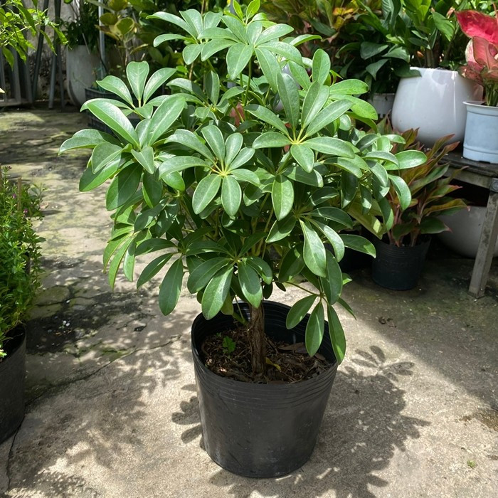 Theo quan niệm dân gian, ngũ gia bì có khả năng xua đuổi tà khí, mang lại sự ổn định và bình an cho gia chủ. Ảnh: Loving Tree