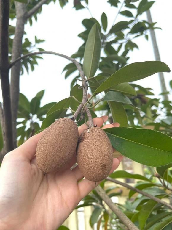 Ngoài rau, bố mẹ nàng hậu còn trồng nhiều cây ăn quả. Cạnh ao là cây bưởi sai trĩu quả. Ảnh: FBNV