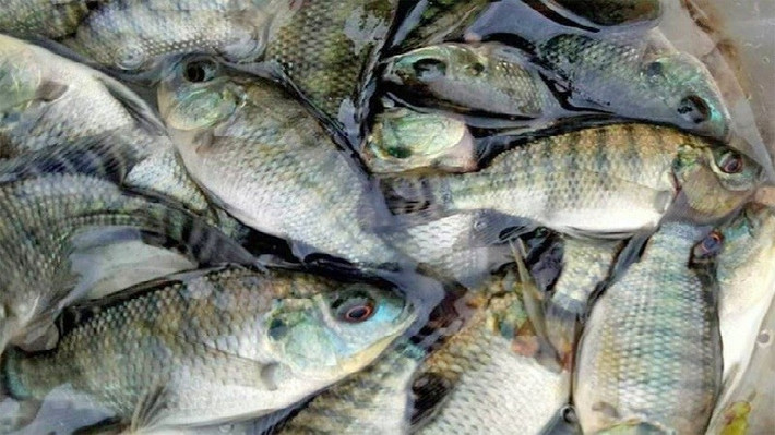 Tùy theo kích cỡ và khu vực bán, giá cá rô phi tươi sống thường dao động khoảng từ 40.000 đến 60.000 đồng/kg. Ảnh: Bachoaxanh