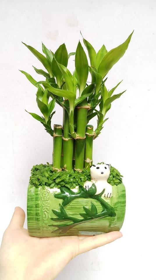 Trong văn hóa Á Đông, đặt một bình phát lộc trong nhà được ví như “gieo mầm” cho sự may mắn và phú quý. Ảnh: Cây cảnh Sài Gòn