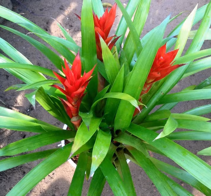 Phong lộc hoa sợ nắng mặt trời gay gắt và ưa bóng râm. Vì vậy, có thể đặt cây ở những nơi có ánh sáng gián tiếp như bàn cà phê, cạnh tủ ti vi...Ảnh: Yhome