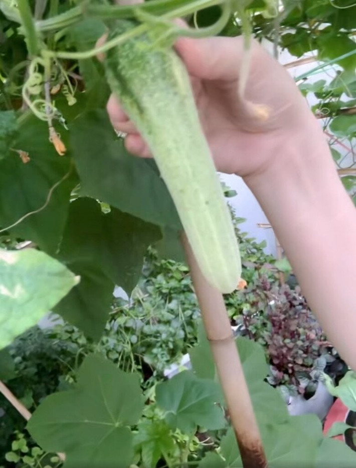 Dưa chuột to, sạch và ngọt. Ảnh chụp màn hình