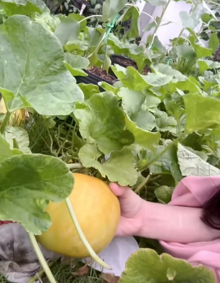 Bên cạnh rau xanh, nàng hậu còn trồng dưa giang cho trái to, vàng ươm. Ảnh chụp màn hình