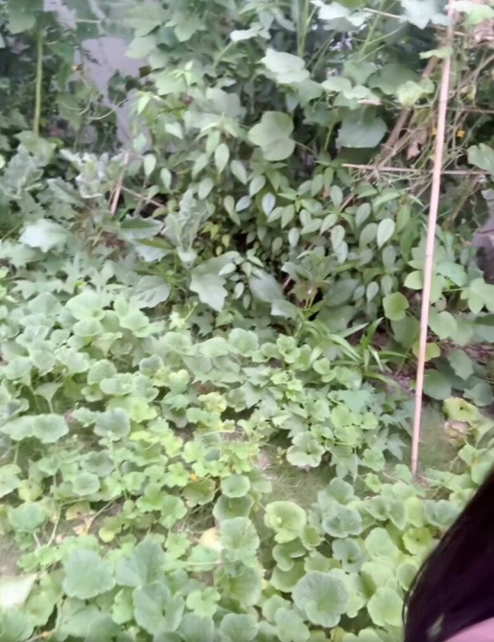 Rau nào cũng tốt um và xanh mướt. Ảnh chụp màn hình