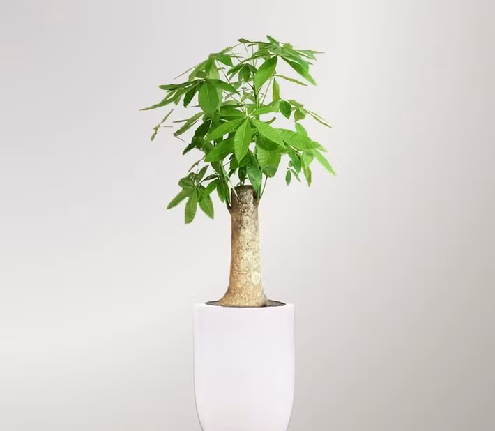 Kim ngân phát triển tốt nếu đặt ở nơi sáng trong phòng khách. Vị trí lý tưởng là góc tài lộc, thường là đường chéo đối diện cửa ra vào. Ảnh: Yeu cây