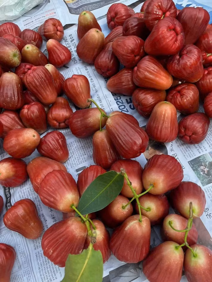 Mận hồng MST (quả roi) viết tắt của “Mận Sóc Trăng”, là giống mận mới được tuyển chọn trong quá trình trồng giống đột biến. Ảnh: FB Thanh Thảo