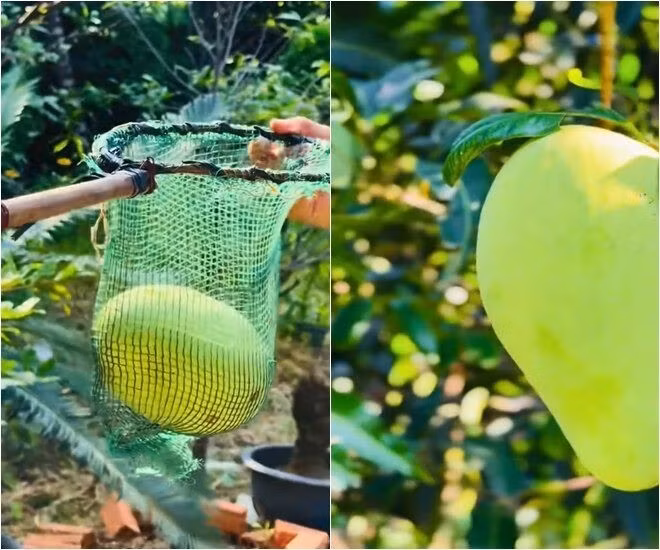 Trái xoài to, căng mọng. Ảnh chụp màn hình