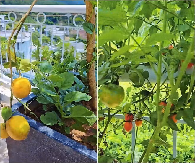 Cà chua trĩu quả ngoài ban công. Ảnh chụp màn hình