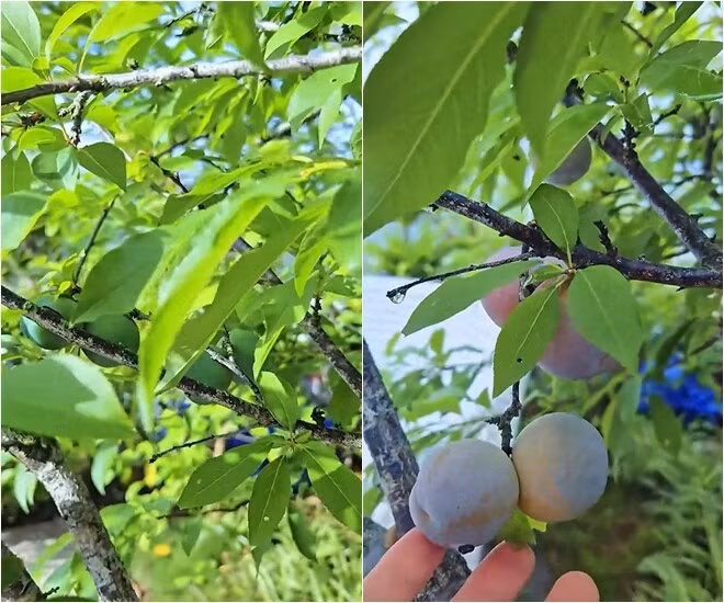 Mận theo tiêu chí "thuần tự nhiên, không hóa chất" cũng đã cho quả. Ảnh chụp màn hình