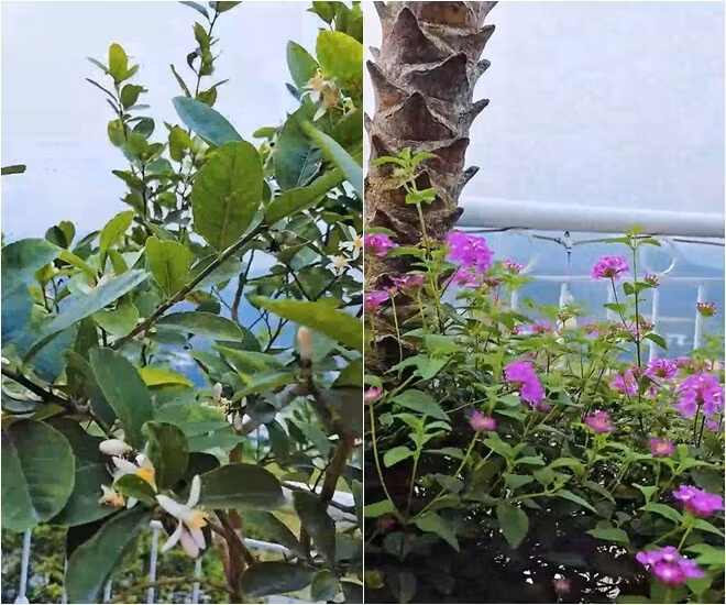 Vườn hoa rực rỡ đủ các loại như đỗ quyên, hoa giấy, nhài...Ảnh chụp màn hình