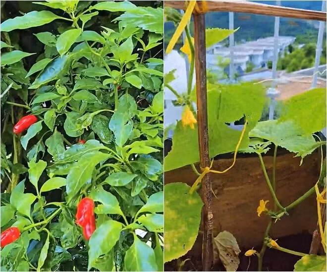Vườn gia vị với ớt, dưa chuột được trồng gọn gàng, tiện chăm sóc và thu hoạch. Ảnh chụp màn hình