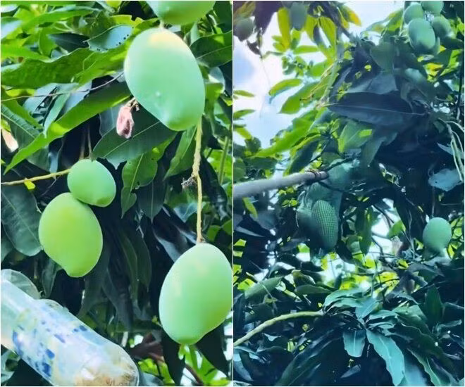 Việt Trinh chưa trồng được xoài Đài Loan, xoài tượng, xoài Thái... Ảnh chụp màn hình