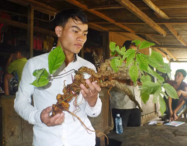 Củ sâm Ngọc Linh cổ 100 năm tuổi này được đại gia Sài Gòn xem như một báu vật vô giá. Ảnh: Vietnamnet.