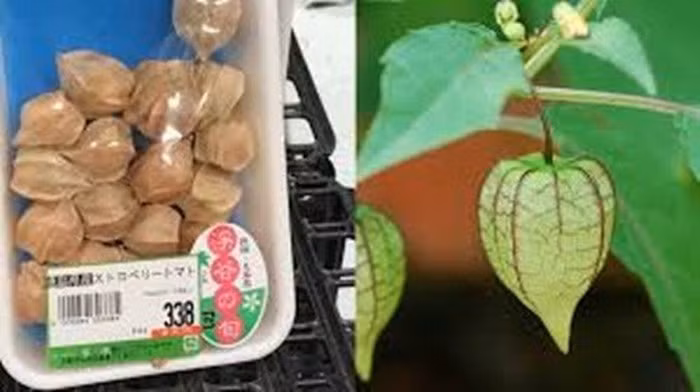 Ở Việt Nam, tầm bóp là loại quả dại có thể hái tại bờ ruộng mà không tốn tiền mua. Ảnh: Kul.
