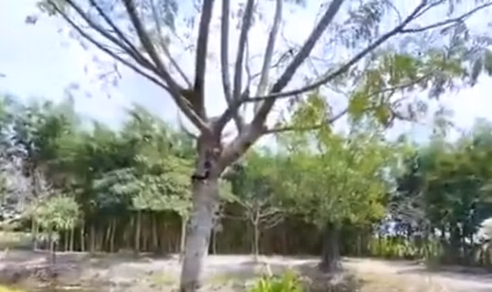 Minh Hằng tiết lộ cây xanh trong vườn đều có hệ thống tưới nước tự động.