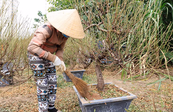 Phần lớn các gốc đâò đã được đều đã được tuốt lá xong và chuẩn bị công đoạn nuôi nụ đào. Ảnh: Hanoimoi.