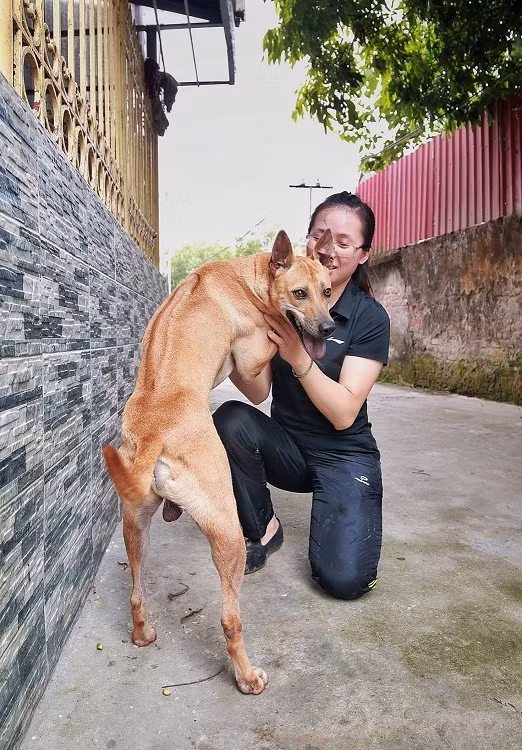 Chị Lệ Thị Hà được biết đến là “bóng hồng” hiếm hoi ở Hà Nội có niềm yêu thích đặc biệt với giống chó săn bản địa. Tìm hiểu về chó Phú Quốc từ năm 2009, đến nay chị Hà sở hữu 5 trang trại lớn nhỏ ở Hà Nội với hơn 100 cá thể chó Phú Quốc. Ảnh: Dân Việt.