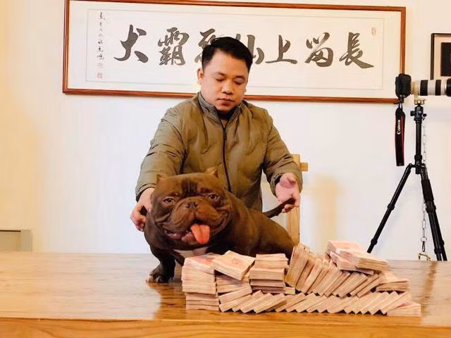 Được biết, chú chó đắt đỏ này là giống chó Exotic Bully màu nâu đỏ đẹp nhất Trung Quốc. Exotic Bully cũng là giống chó đắt nhất thế giới. Ảnh: Người đưa tin.