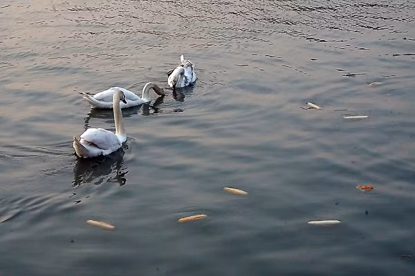 Mới đây, hình ảnh một người phụ nữ thản nhiên ném những chiếc bánh mỳ que xuống sông để cho thiên nga Hải Phòng ăn đã được chụp lại và đăng tải trên một trang mạng xã hội đã khiến nhiều người vô cùng phẫn nộ.