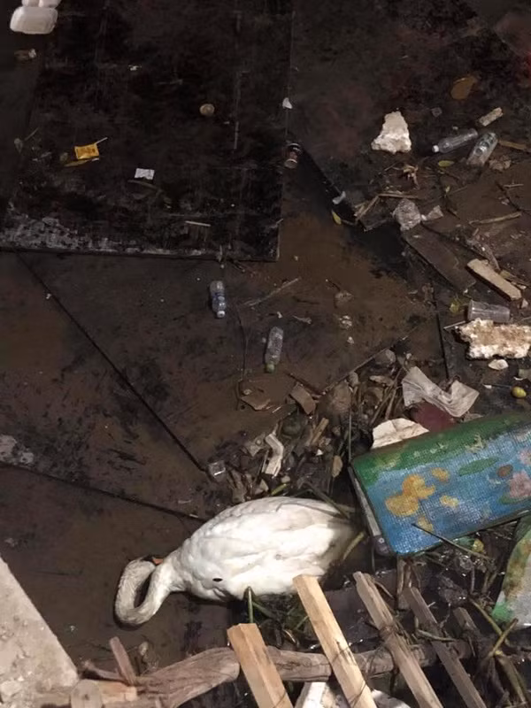 Những hình ảnh về người phụ nữ thản nhiên ném đồ ăn xuống sông cho thiên nga ngay sau khi được đăng tải đã nhận về vô số bình luận.