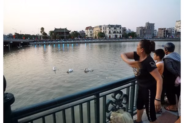 Sự xuất hiện của đàn thiên nga trên cũng đã thu hút đông đảo người dân tới tham quan.