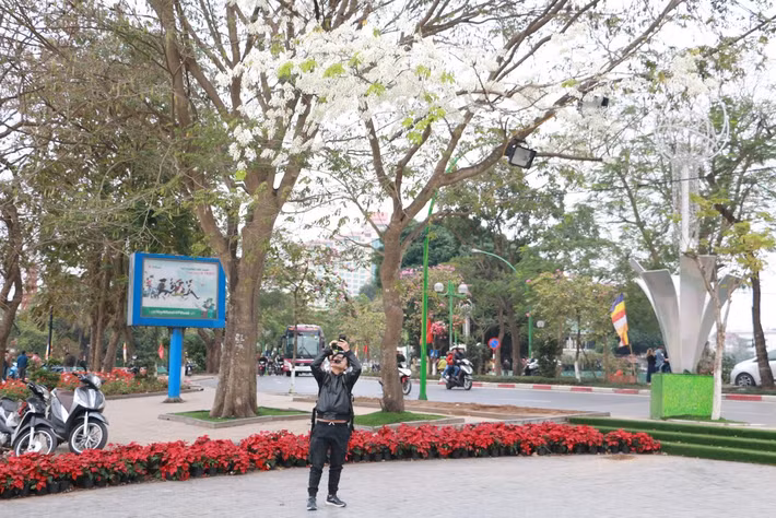 Khó lấy được toàn cảnh thì bù vào đó, hoa sưa đáp lại người ngắm hoa những tấm thảm đẹp lãng mạn, rất lý tưởng để "check-in".