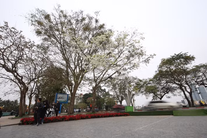 Từng cánh hoa trắng li ti khiến bầu trời Hà Nội như đổ tuyết rơi.