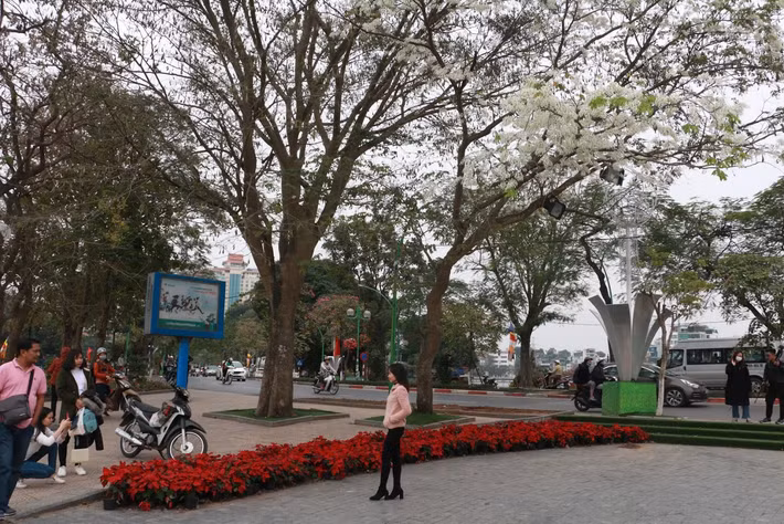 Đến hẹn lại lên, cứ vào độ cuối tháng 2, bạn trẻ Thủ đô lại được ngắm nhìn thành phố thay áo mới, hết áo tím hoa ban lại đến trắng tinh khôi màu hoa sưa.