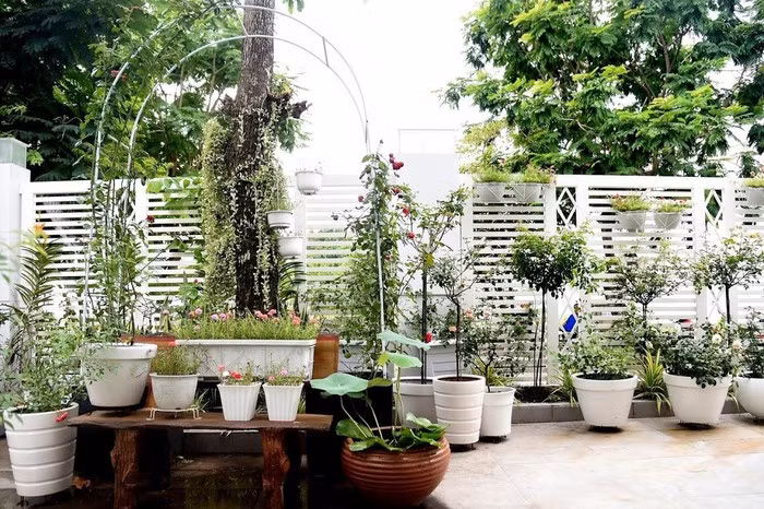 Mảnh sân trước được Quyền Linh trồng nhiều loại hoa hồng nhập khẩu từ Nhật Bản, Hàn Quốc...Ảnh: Người đưa tin.