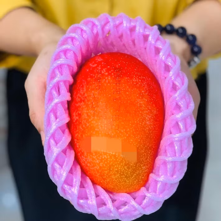 Xoài Ruby có màu sắc rất bắt mắt, vỏ mịn màng, khi cầm trên tay người tiêu dùng có thể cảm nhận được hương thơm rất lâu. Ảnh: Mia Fruit.