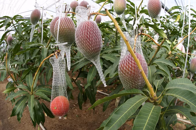 Xoài đỏ Miyazaki là giống xoài đặc trưng tạo nên nét riêng của vùng đất này. Ảnh: Japantimes.