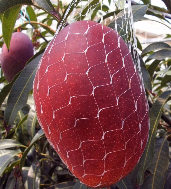Trái xoài chín đến độ là sẽ rụng vào chiếc túi lưới bọc xung quanh. Ảnh: Kurogi-mango.
