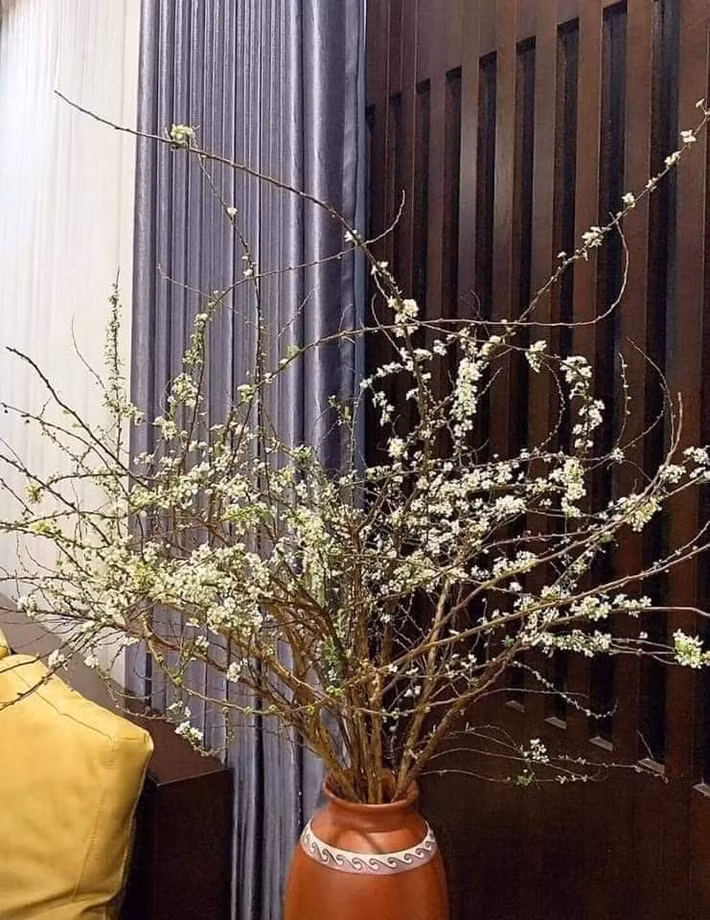 Khi mới mua về, tuyết mai chẳng khác những cành củi khô nhưng nếu được chăm sóc kỹ lưỡng nụ hoa sẽ đâm chồi, bung nở hoa trắng muốt.