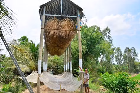 Chuồng nuôi dơi được làm theo hình lục giác, gồm 6 trụ cao gần 10m, chiều dài nền chuồng khoảng 6m, rộng khoảng 3m, trên nóc chuồng treo khoảng 400 tàu lá thốt nốt để dơi làm tổ. Ảnh: Dân Việt.
