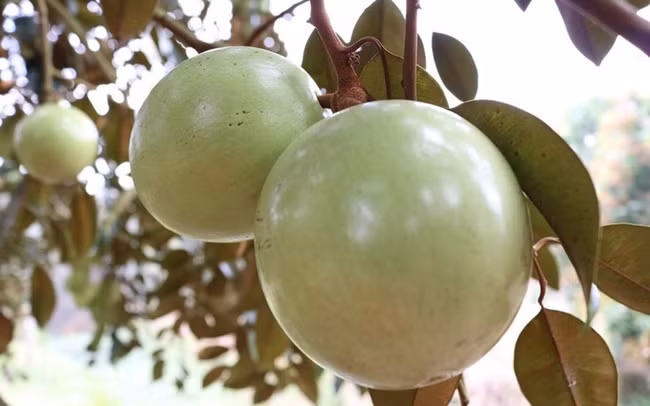 Trước xoài, Việt Nam đã có một số trái cây xuất sang Mỹ như thanh long (năm 2008), chôm chôm (2011), nhãn và vải (2014), vú sữa (2017). Ảnh: Internet.