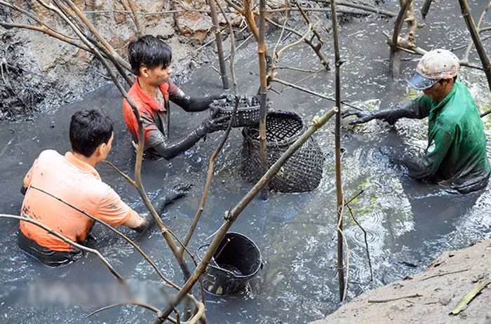 Dụng cụ săn cá đồng chủ yếu là nơm tre, vợt lưới hay thậm chí chỉ là tay, chân. Ảnh: Dân Việt.