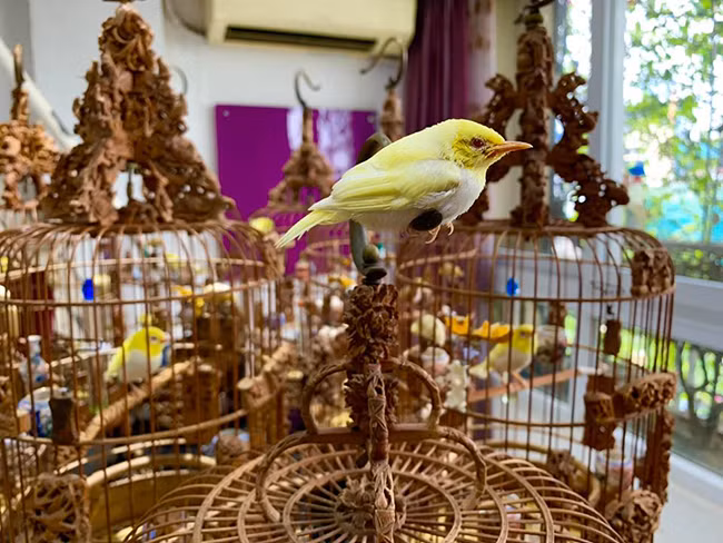 Anh phải lặn lội sang các nước để mang về những giống chim màu như chim hoàng khuyên, chào mào... Ảnh: Dân Việt.