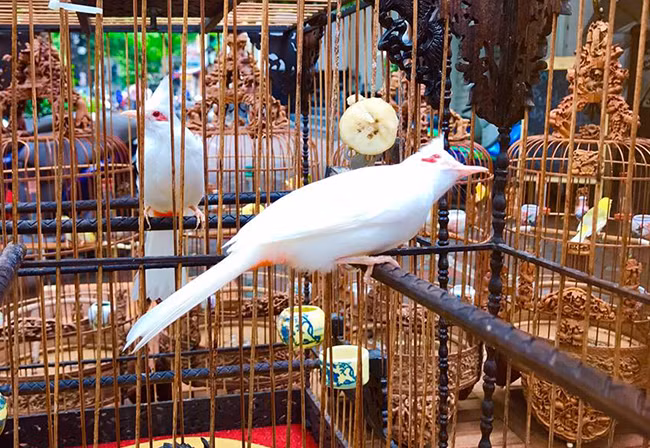 Khu vực nuôi chim được anh trang bị điều hòa hai chiều và tạo không gian thoáng đãng cho chim ở. Ảnh: Dân Việt.