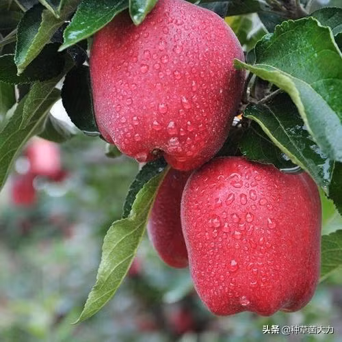 Loại táo này trồng tại vùng Thiên Thuỷ (tỉnh Cam Túc, Trung Quốc). Nguồn ảnh: Toutiao