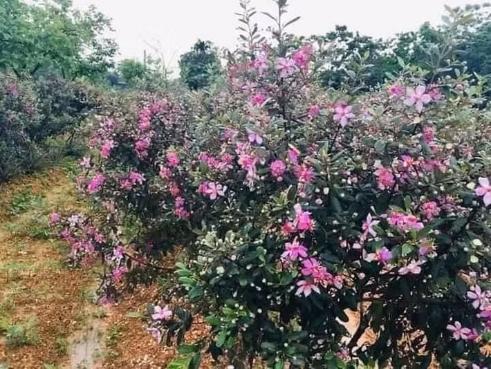 Theo người bán, sim rừng bonsai được ưa chuộng bởi vẫn còn khá mới mẻ với nhiều người. Ảnh: Facebook