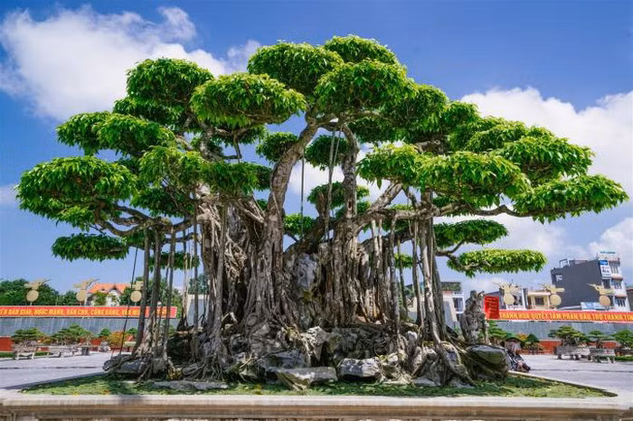 Giới chuyên môn đến chiêm ngưỡng đánh giá cây sanh cổ quần tụ có đến hàng 500 năm tuổi. Ảnh: Phapluatplus.