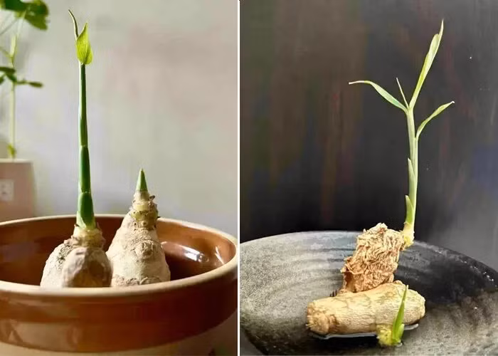 Gừng vốn là loại gia vị được ưa chuộng tại Việt Nam. Để trồng gừng bonsai, cần chuẩn bị một nhánh gừng lớn, có dáng đẹp, tròn trịa, củ chắc khỏe, màu sắc tươi sáng. Ảnh: Facebook