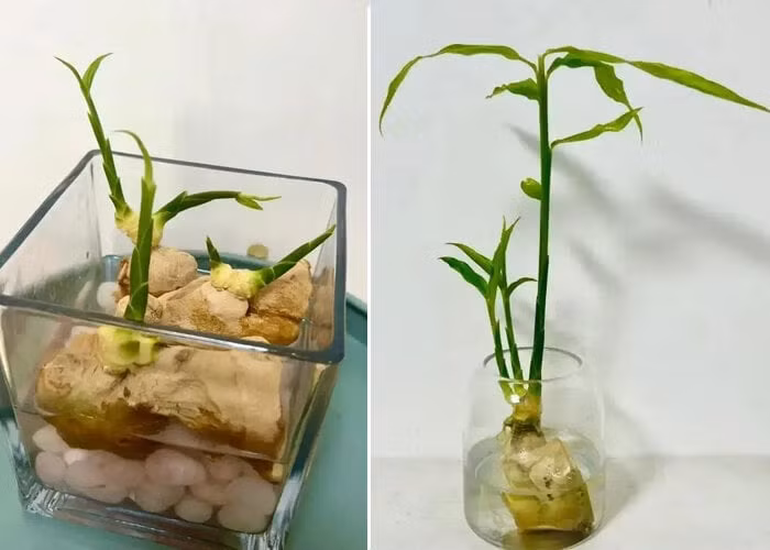 Chú ý, đảm bảo phần rễ ngập trong nước, không để nước ngập quá nhiều để tránh làm hỏng củ. Ảnh: Facebook