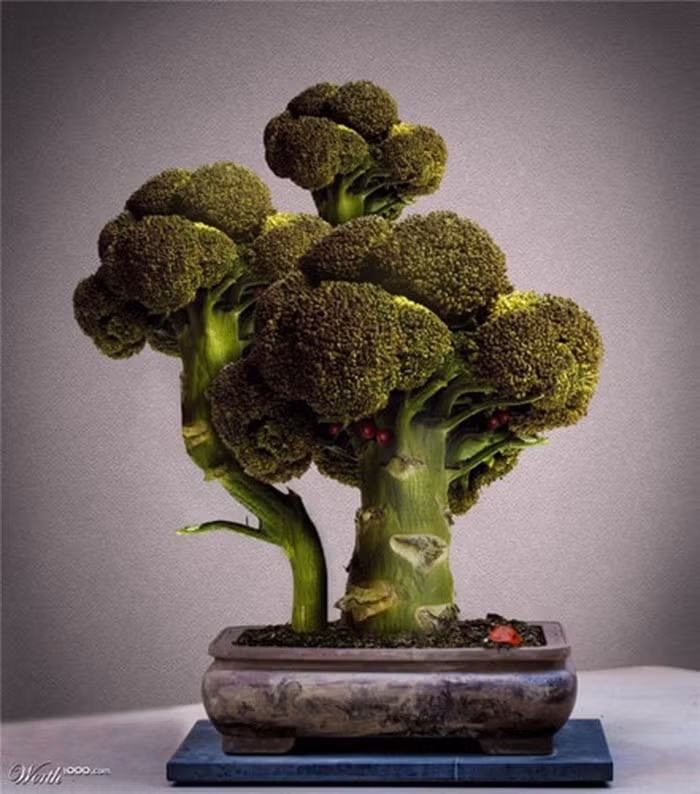 Hai cây súp lơ xanh được tạo hình thành bonsai để bàn đẹp mắt. Ảnh: Lifeofguangzhou.
