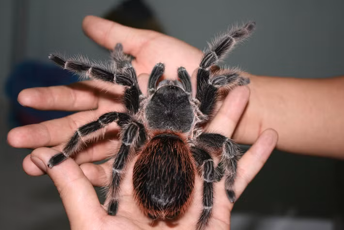 Mặc dù kích thước của những chú nhện cảnh Tarantula chỉ khoảng 4-8 cm nhưng có giá từ 800.000-2 triệu đồng/con. Ảnh: Mypet.